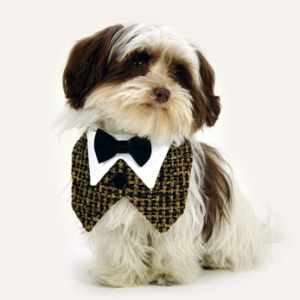 Black and Gold Tapestry Dog Vest with Bowtie