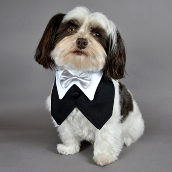 Black Satin Dog Formal Vest with Silver Satin Bowtie