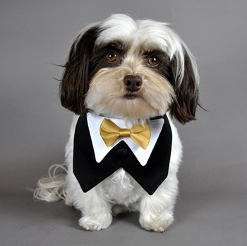 Black Satin Dog Formal Vest with Gold Satin Bowtie