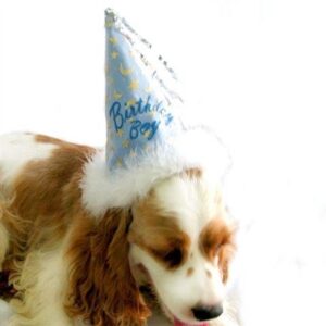 Blue Dog Birthday Hat